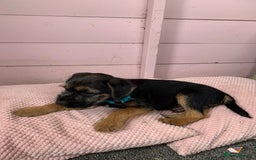 Border Terrier dogs for sale: Border terrier pups - Image 7