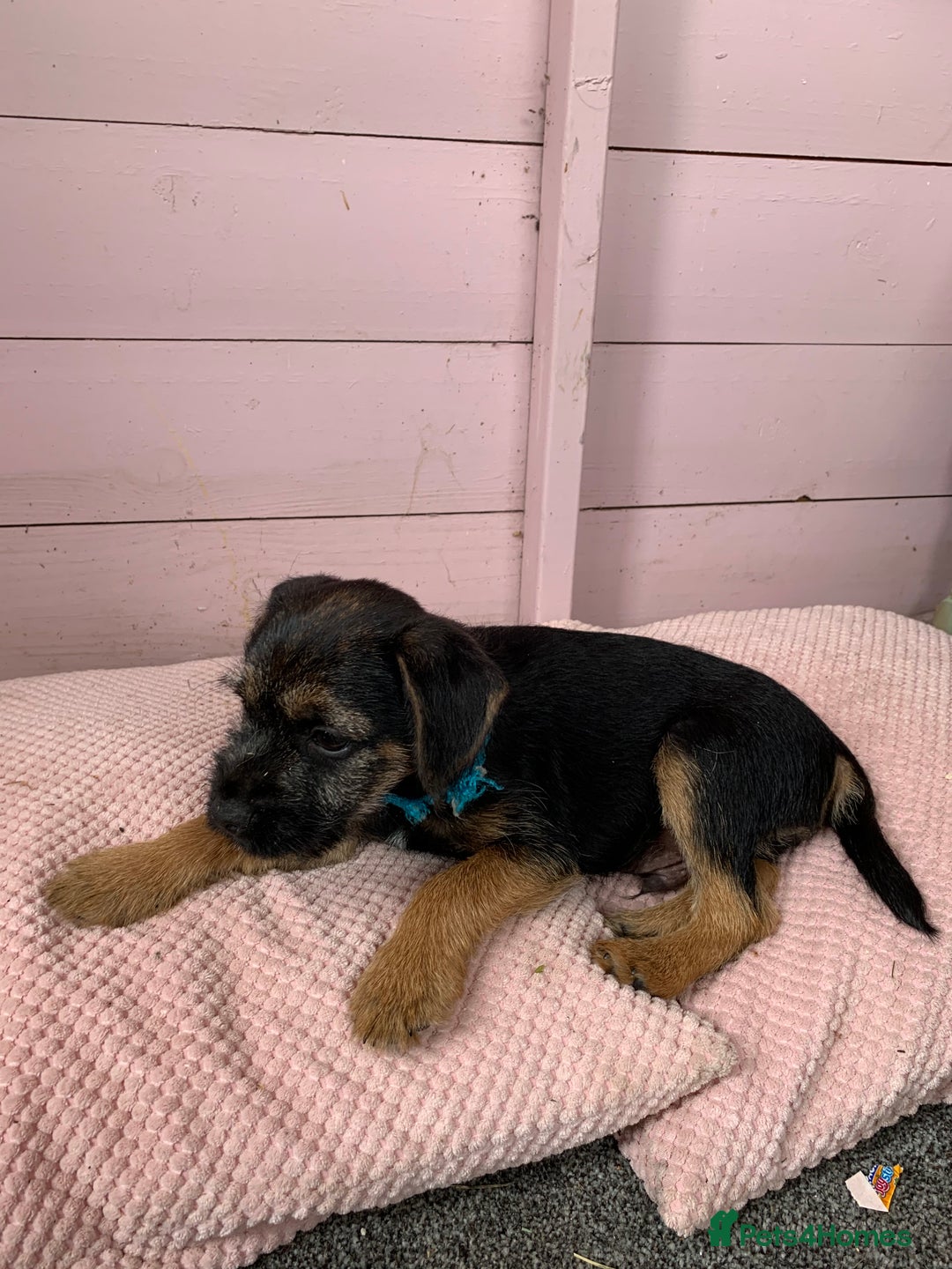 Border Terrier dogs for sale: Border terrier pups - Image 7