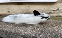 Netherland Dwarf rabbits for sale: Rare Colour purebred Netherland Dwarf  - Image 6