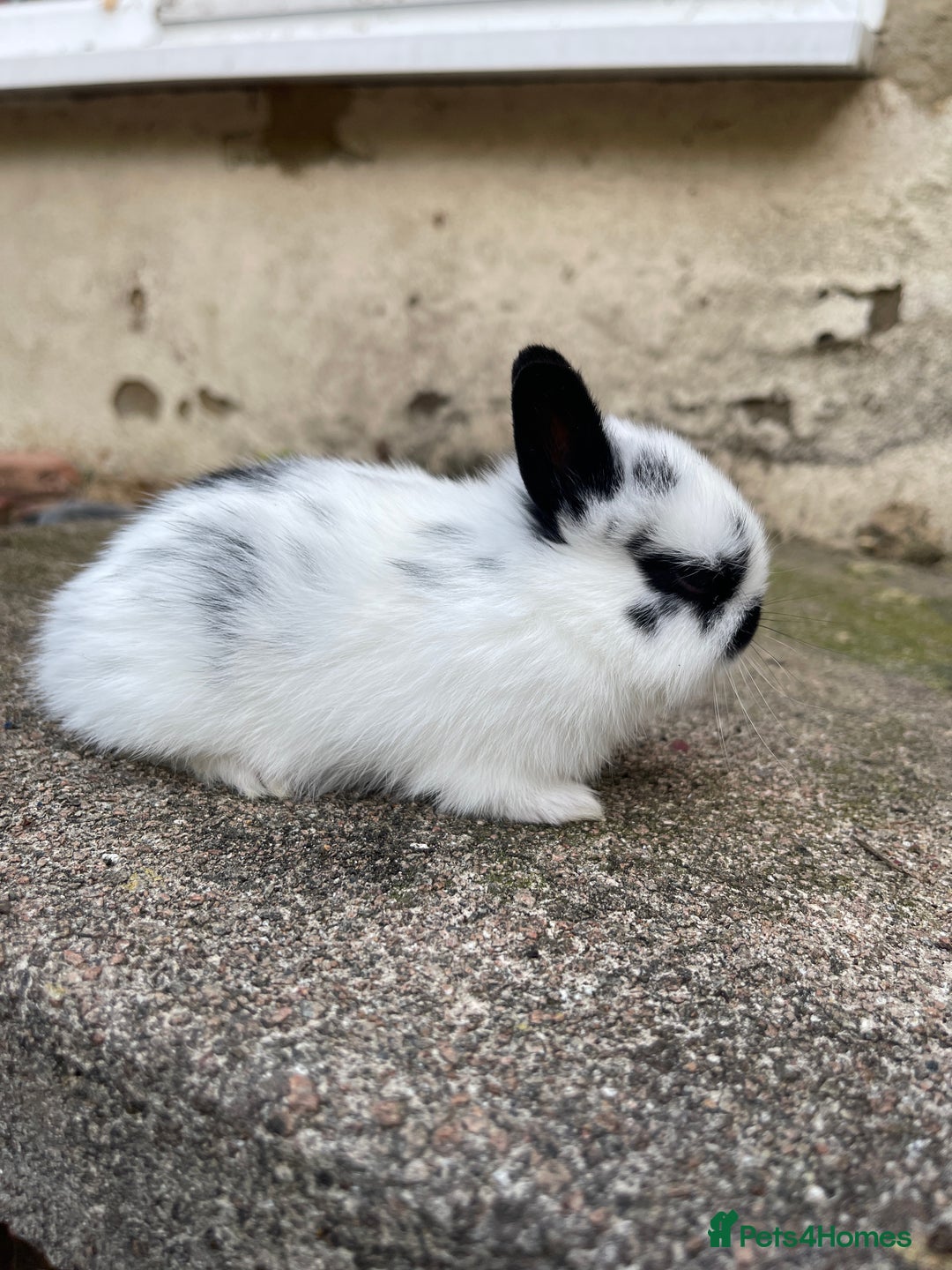 Netherland Dwarf rabbits for sale: Rare Colour purebred Netherland Dwarf  - Image 6