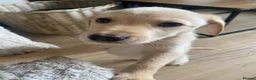 Mixed Breed dogs for sale: Lurcher puppies ready for forever homes - Advert 12