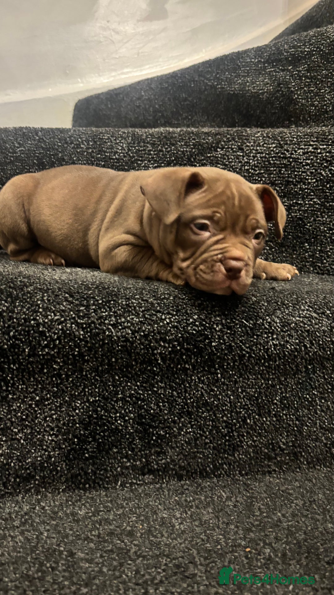 American Bully dogs for sale: Pocket bully pups ready too leave 11th dec - Advert 1