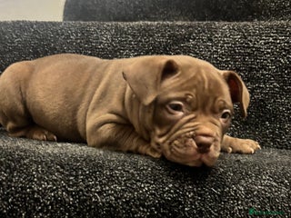 American Bully dogs Pocket bully pups ready too leave 11th dec - Advert 9