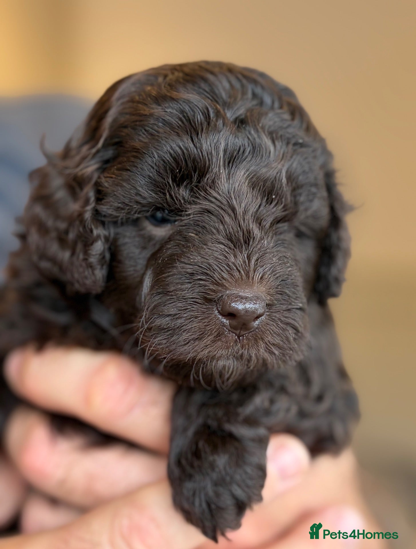 Cavapoo dogs  Exceptional F1b Cavapoo Puppies  - Advert 19