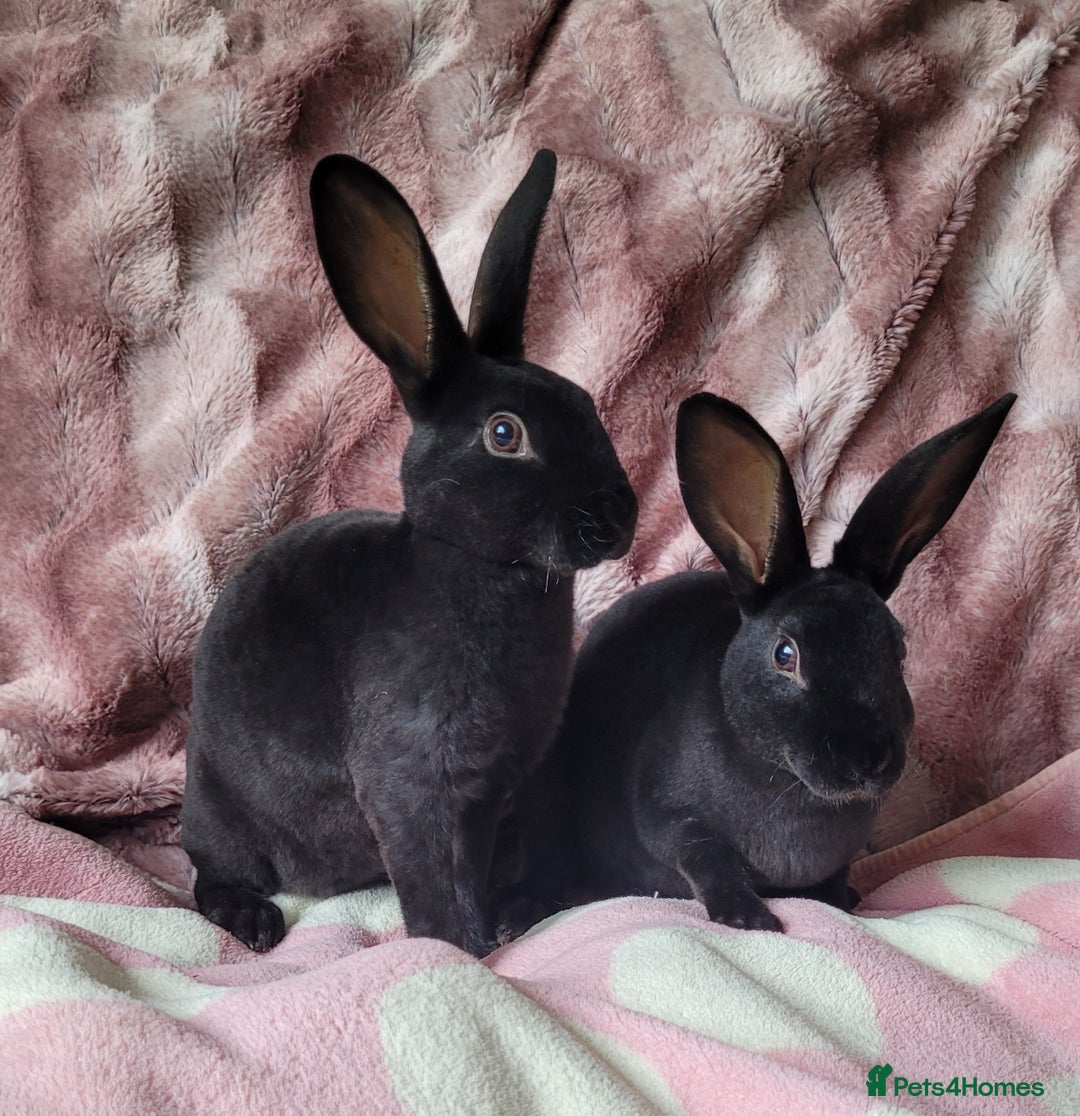 Rex rabbits for sale: Mini Rex babies- various colours & ages - Image 8