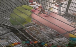 Ringnecks birds for sale:  Ringneck parrot with 2 of his toys and his cage  - Image 3