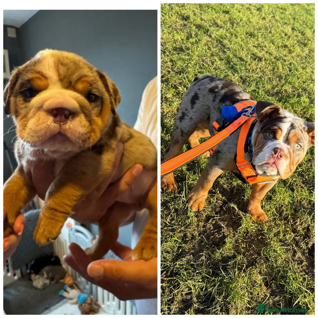 English Bulldog dogs for sale: English bulldog - Advert 1