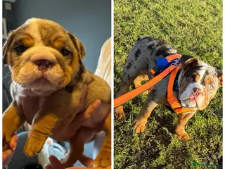 English Bulldog dogs English bulldog - Advert 5