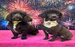 Cockapoo dogs for sale: Cocapoo - Image 2