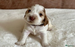 Cocker Spaniel dogs for sale: Extensively Health Tested KC Reg Puppies  - Image 19