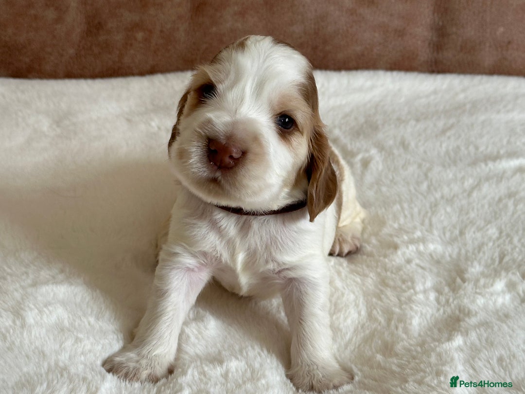 Cocker Spaniel dogs for sale: Extensively Health Tested KC Reg Puppies  - Image 19