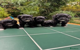 Maltipoo dogs for sale: Gorgeous tiny toy Maltipoo puppies  - Image 2