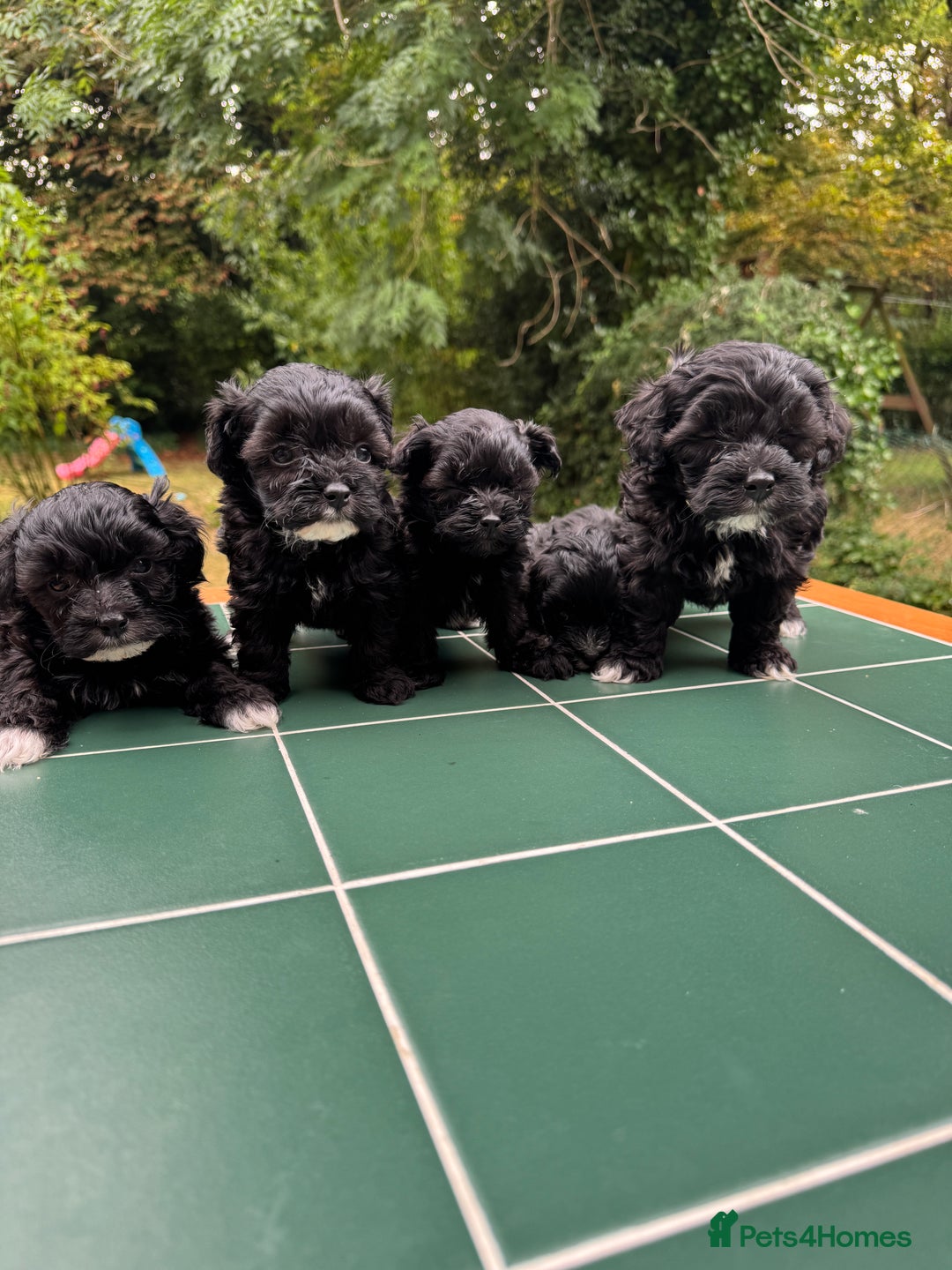 Maltipoo dogs for sale: Gorgeous tiny toy Maltipoo puppies  - Image 2