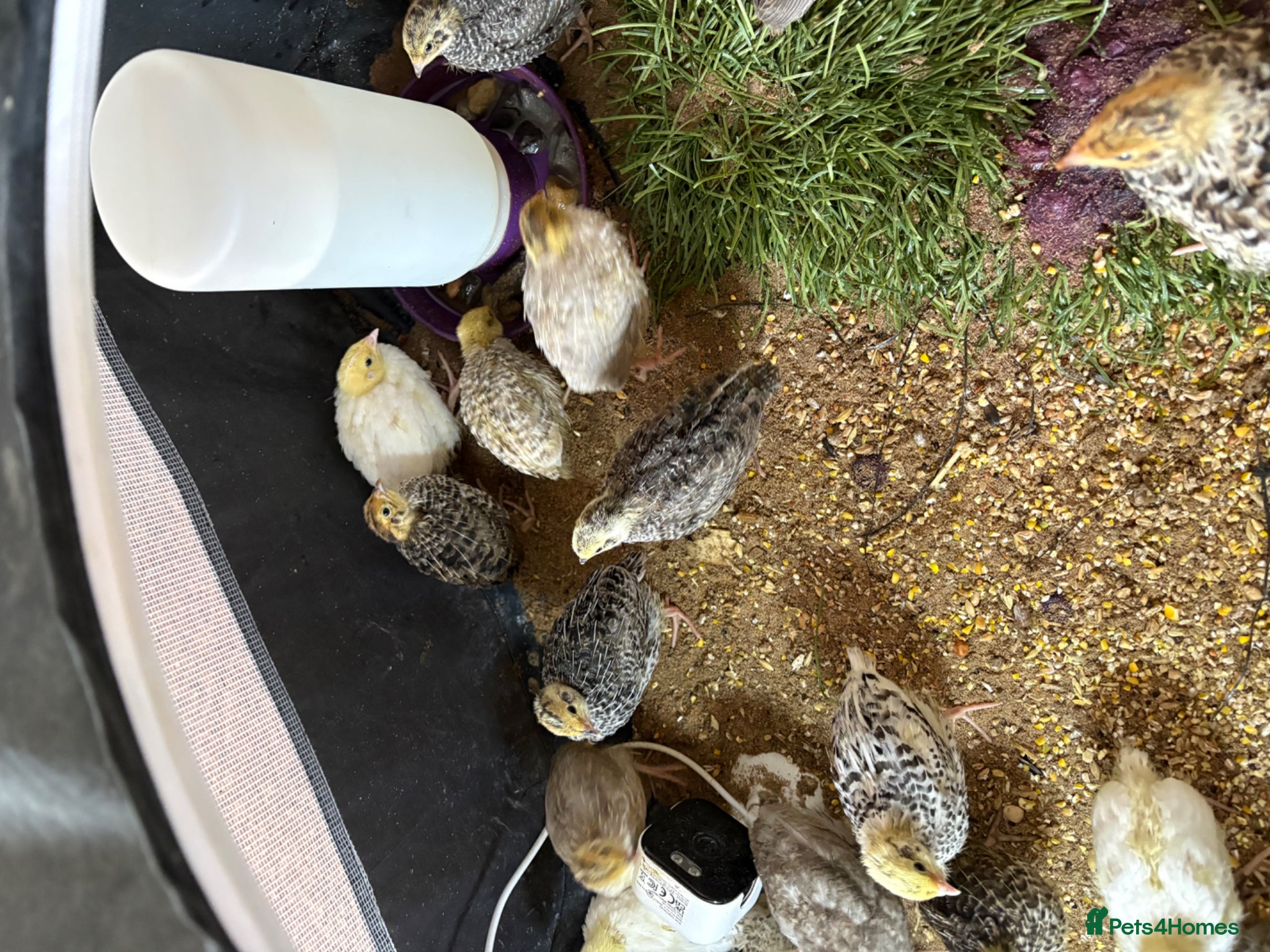 Quail poultry Coturnix Quail / English whits  - Advert 1