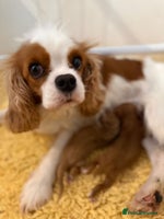 Cavapoo dogs - Advert 1