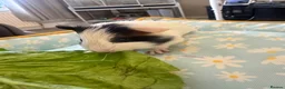 Guinea Pig rodents for sale: 2 male guinea pigs  - Advert 3