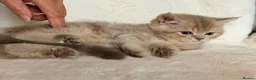British Shorthair cats for sale: GCCF, BSH kittens from health tested parents  - Advert 25