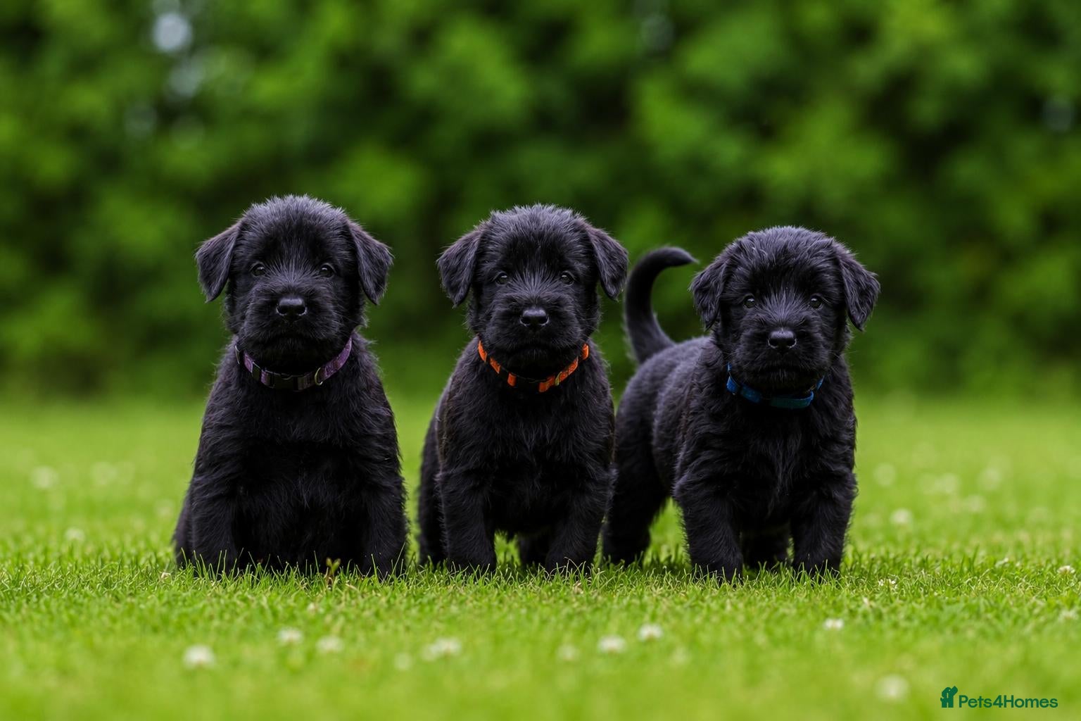 Giant Schnauzer dogs 1 FEMALE 2 MALES LEFT - Advert 3
