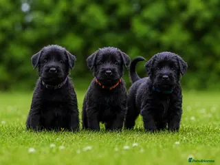 Giant Schnauzer dogs 1 FEMALE 2 MALES LEFT - Advert 3