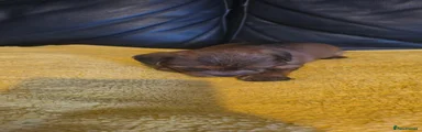 Morkie 4