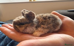 Mini Lop rabbits for sale: Pure Bred Mini Lop babies - Advert 17