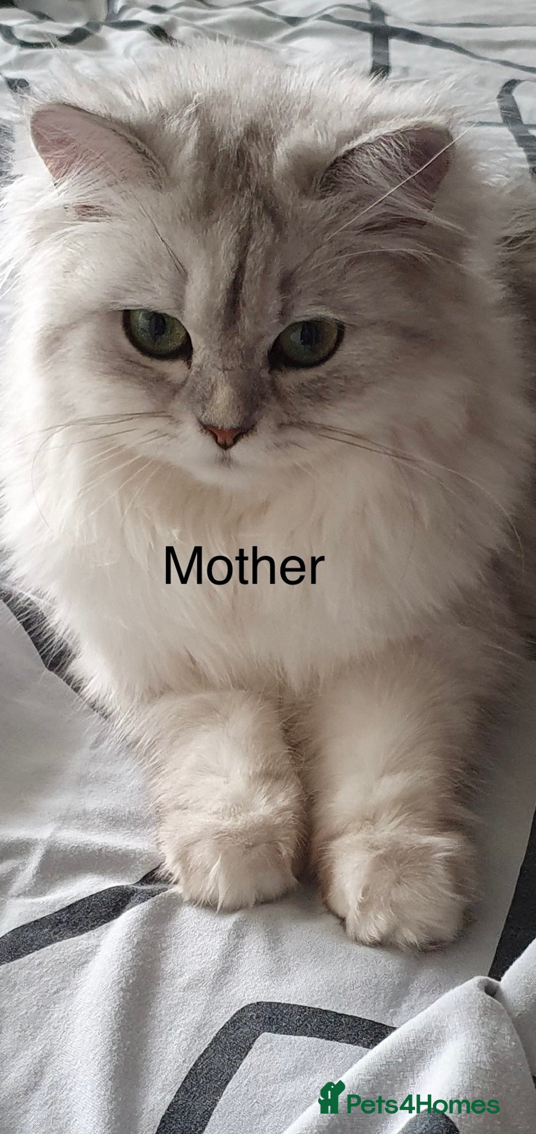 Persian cats for sale: Stunning Chinchilla Persian Kittens-Ready to go 💕 - Advert 12