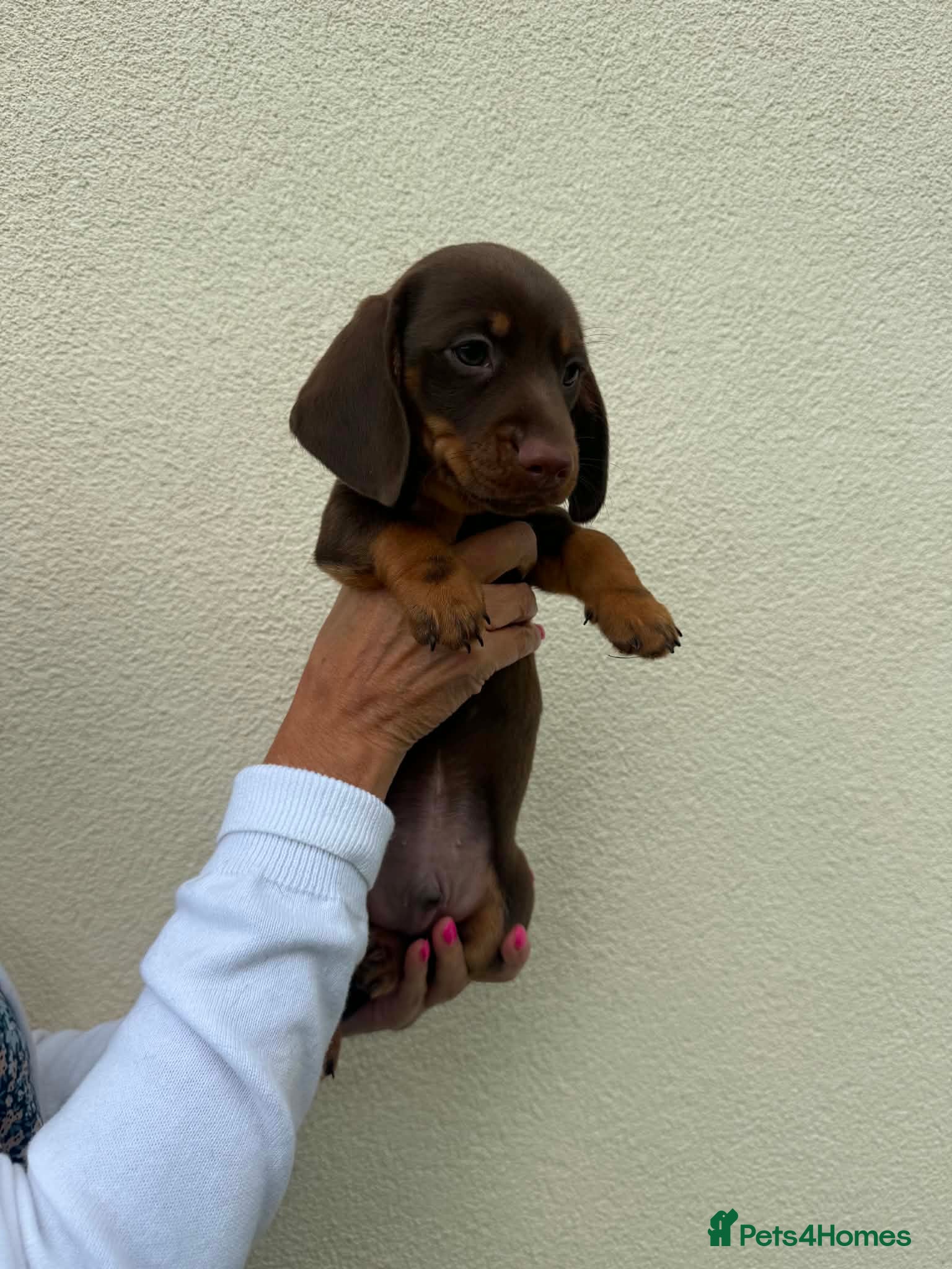 Miniature Dachshund dogs Beautiful Miniture Dachshund Babies - Advert 16