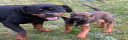 Mixed Breed dogs for sale: Rottweiler x malanois bitch pick of the litter  - Advert 2
