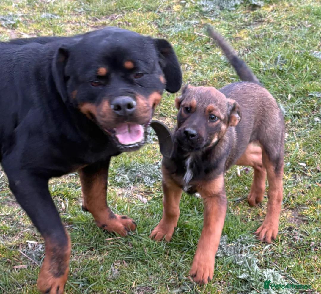 Mixed Breed dogs for sale: Rottweiler x malanois bitch pick of the litter  - Advert 2