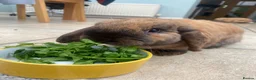 Mini Lop rabbits for sale: 2 Mini Lops for short or long term foster in Bath - Advert 5