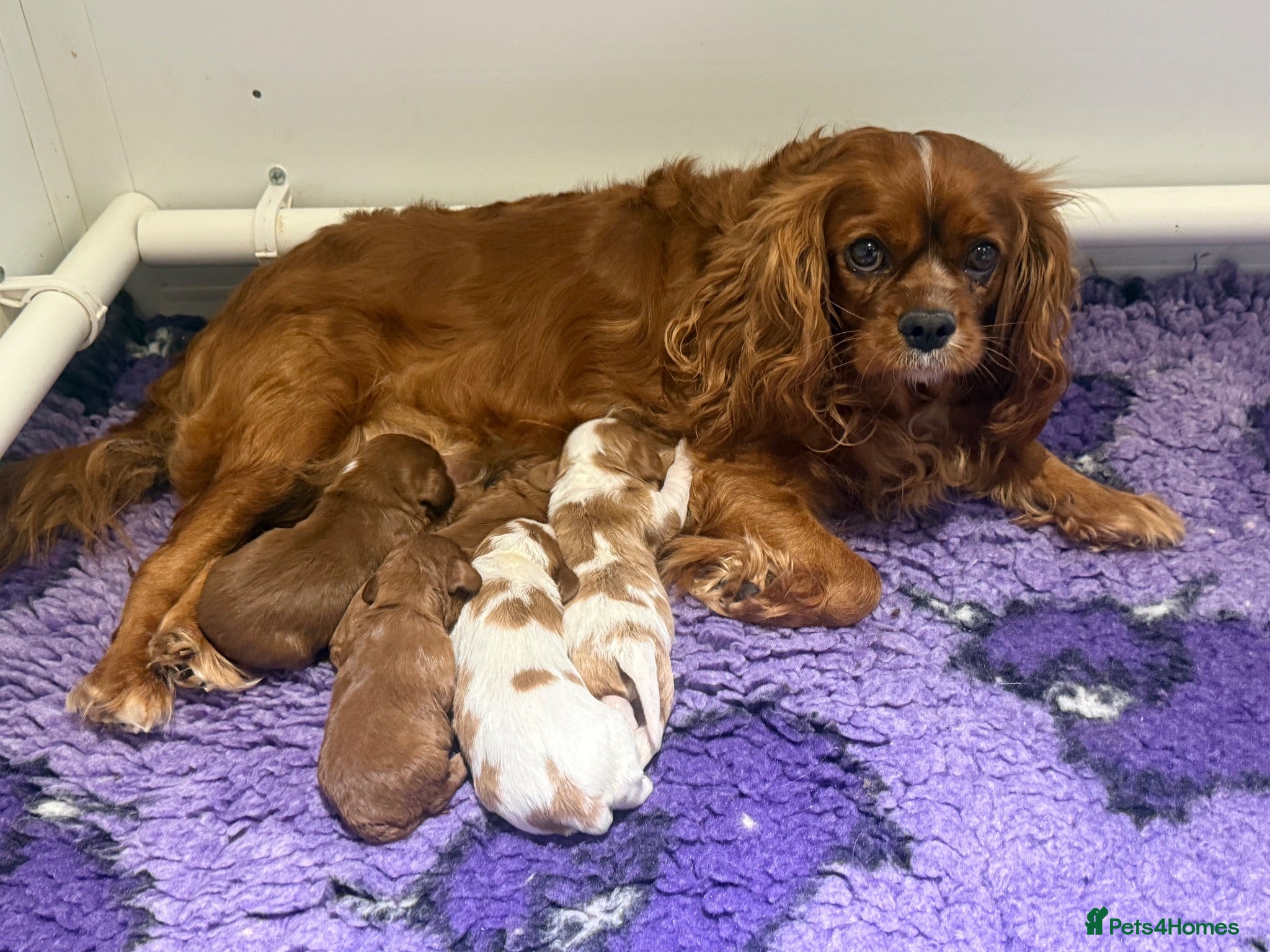 Cavalier King Charles Spaniel dogs Stunning KC Reg Heart, Eye & CM/SM Screened CKCS - Advert 1