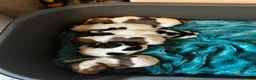 Jack Russell dogs for sale: Old fashion type Miniature jack russell puppies - Advert 27