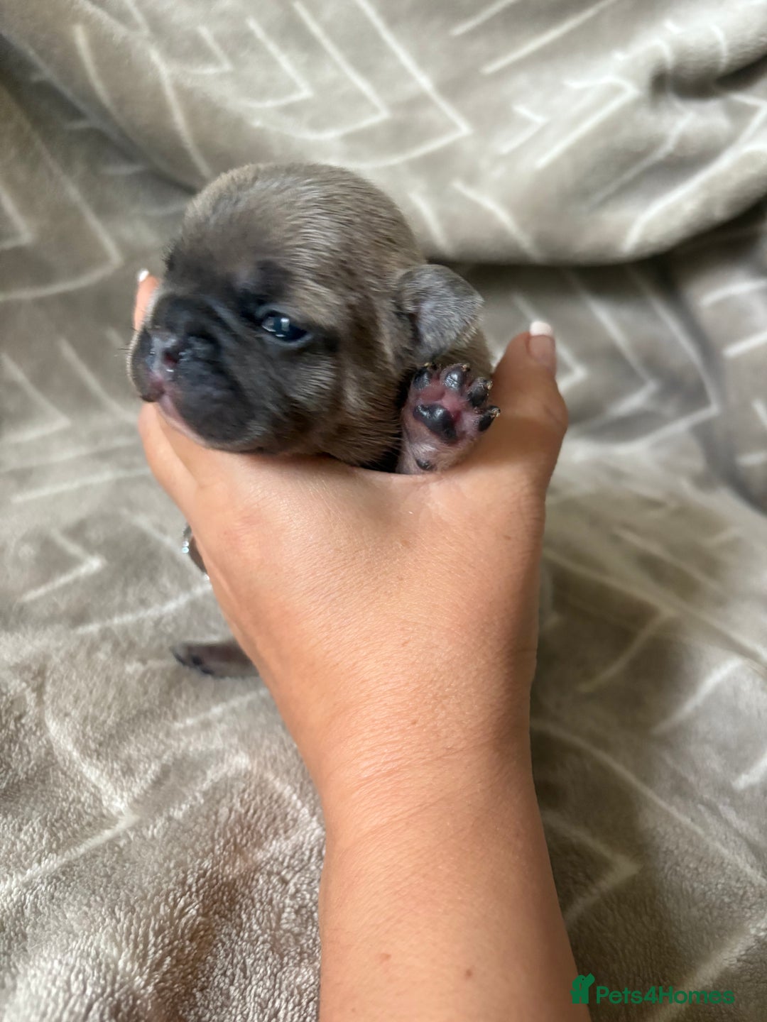 French Bulldog dogs for sale: French Bull Dog Puppies - Advert 7