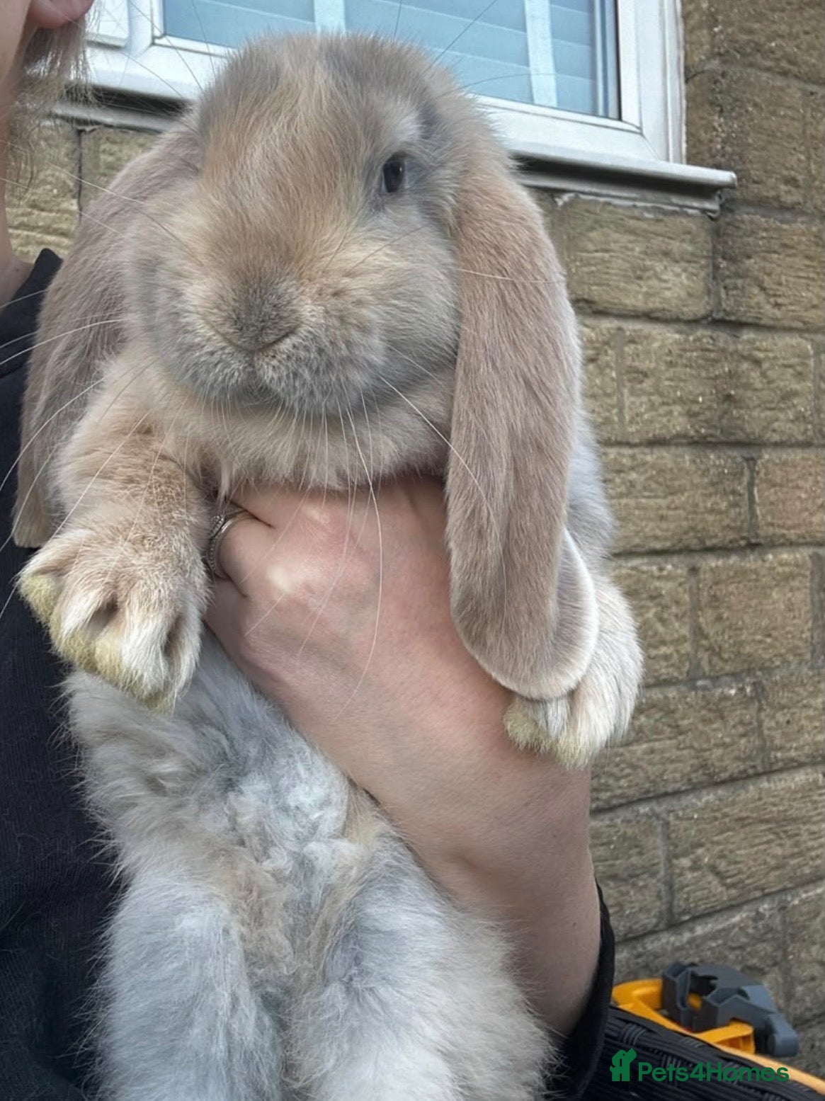 French Lop rabbits for sale: Blue Harlequin French Lop Doe- Ready to leave now  - Advert 1