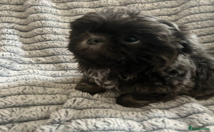 Shih Tzu dogs - Advert 4