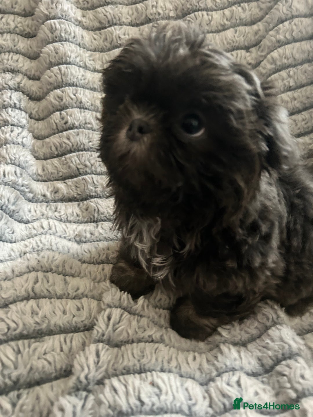Shih Tzu dogs for sale: Gorgeous kc imperial Shih Tzu boy available  - Image 1