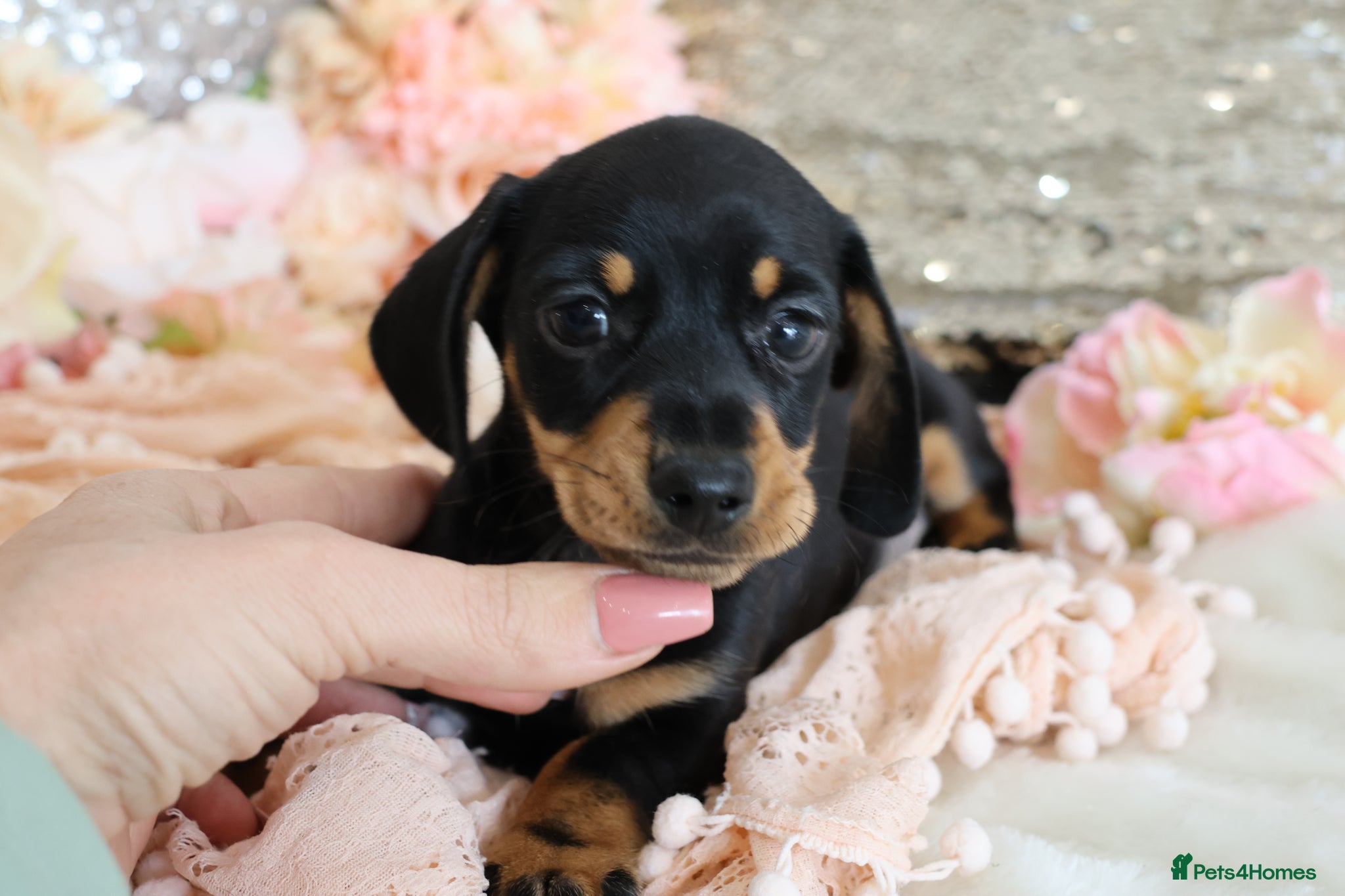 Miniature Dachshund dogs KC Miniature Dachshund Puppies - Advert 16