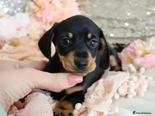 Miniature Dachshund dogs KC Miniature Dachshund Puppies - Advert 16