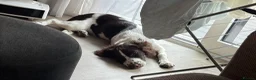 English Springer Spaniel dogs for sale: Oakley springer spaniel puppy  - Advert 3