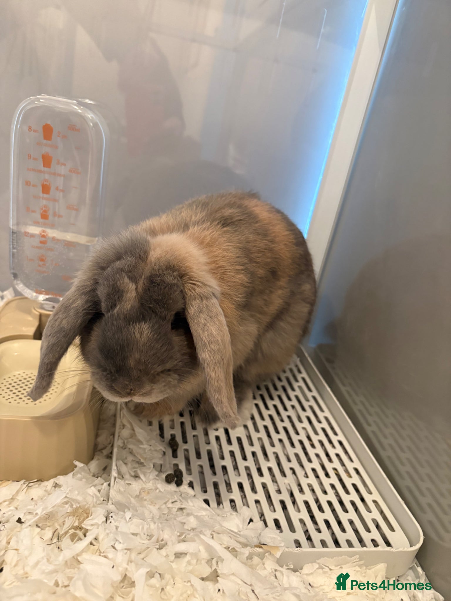 Dwarf Lop rabbits Grey/Mixed Lop Bunny Rehomed - Advert 2