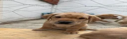 Labrador Retriever dogs for sale: KC Reg Fox Red / Blonde  Lab Puppies – Home Reared - Advert 9