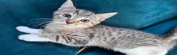 Mixed Breed cats for sale: Beautiful Kittens 😻 - Advert 3
