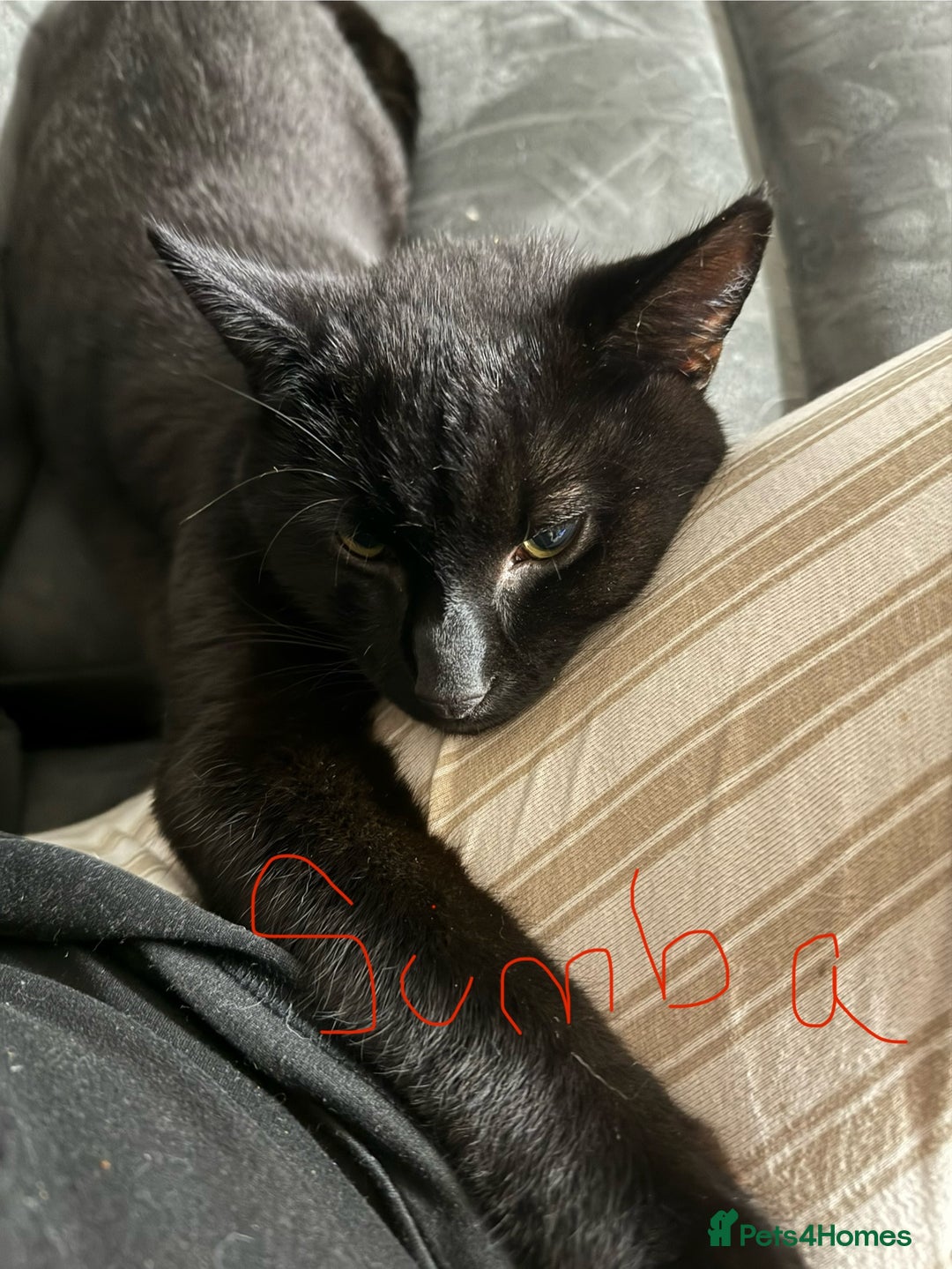 British Longhair cats for sale: 2 Male Cats - Image 5