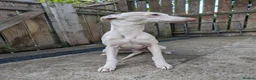 Whippet dogs for stud: Full cream kc and blue white parti kc for stud in Crook - Advert 7