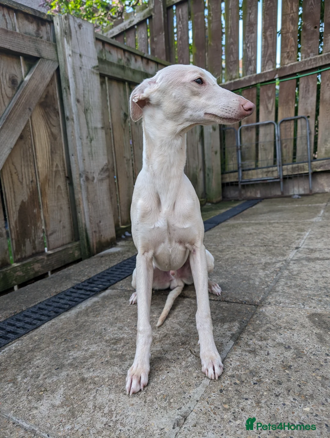 Whippet dogs for stud: Full cream kc and blue white parti kc for stud in Crook - Advert 7
