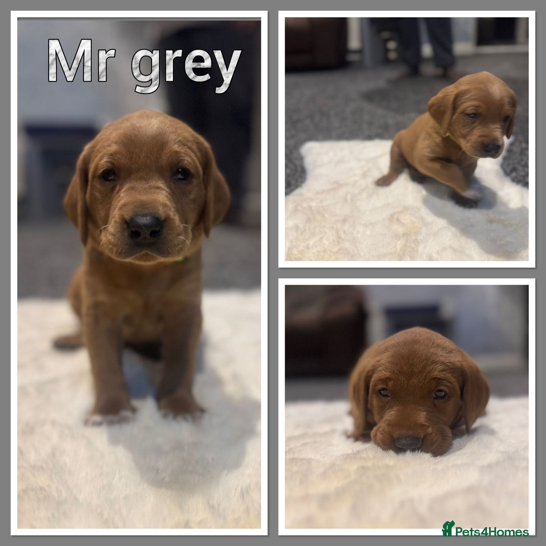 Labrador Retriever dogs for sale: KC REGISTERED FOX RED LABRADOR PUPPY  - Image 25