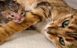 Toyger cats for sale: Full Pedigree Toyger Kittens Last Litter of 2025 - Image 16