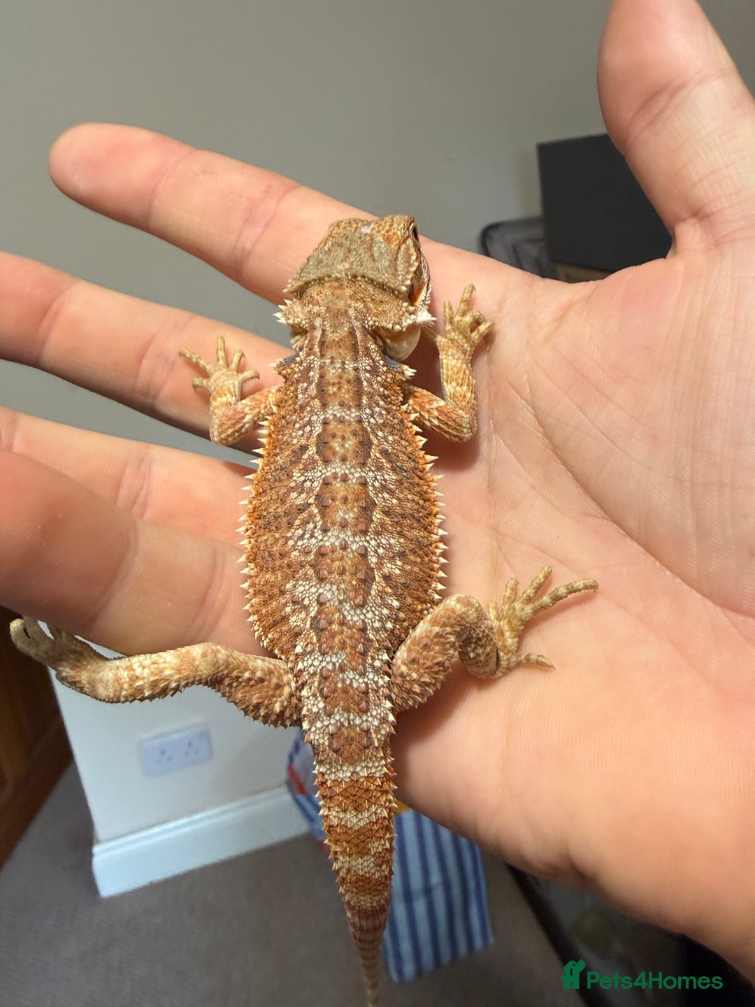 Bearded Dragon reptiles for sale: 🔥🔥🔥 BABY BEARDED DRAGONS 🔥🔥🔥 4 LEFT 🔥🔥 - Image 10