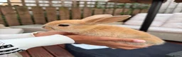 Mixed Breed rabbits for sale: Lop X mixed breed rabbits - Advert 6