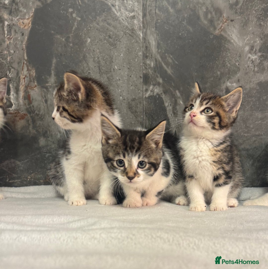 Mixed Breed cats for sale: Kittens  - Advert 8